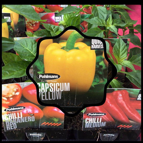 Jigsaw Garden Centre - Bet 4u 4