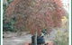 Civic Trees Pty Ltd - thumb 0