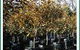 Civic Trees Pty Ltd - thumb 2