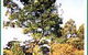 Civic Trees Pty Ltd - thumb 3