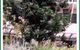 Civic Trees Pty Ltd - thumb 4