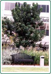 Civic Trees Pty Ltd - Bet 4u 4