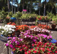 Plants Plus Natures Decor Alstonville - Bet 4u