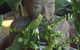 Plants Plus Nature’s Decor Alstonville - thumb 2