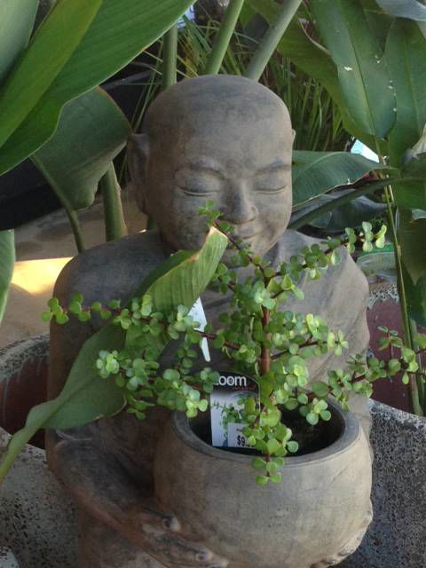 Plants Plus Nature’s Decor Alstonville - Bet 4u 2