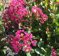 Coolamon Gardens - Click Find