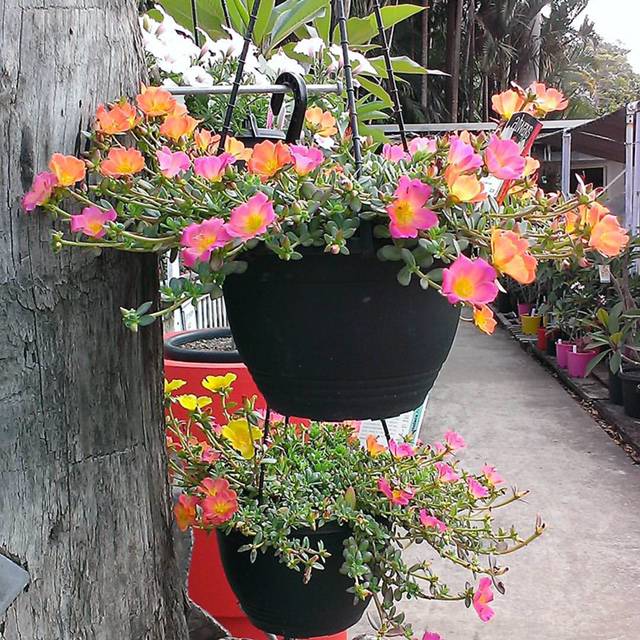 Nurseries Garden Centres Doonan QLD Click Find