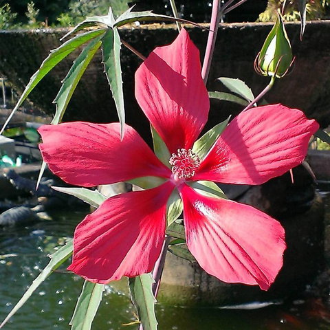 Doonan Valley Garden Centre - Bet 4u 3