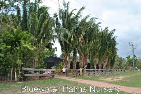 Bluewater Palms - Bet 4u 0