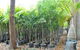 Bluewater Palms - thumb 1