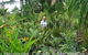 Bluewater Palms - thumb 3