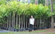 Bluewater Palms - thumb 4