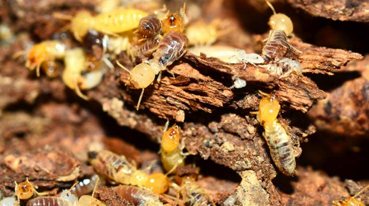 Pest Control Bundaberg QLD Click Find
