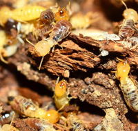 Wide BayBurnett Pest Management - Click Find