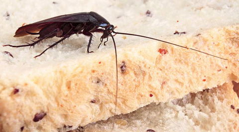 Wide Bay–Burnett Pest Management - DBD 1