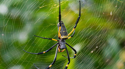 Wide Bay–Burnett Pest Management - DBD 2