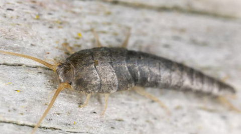 Wide Bay–Burnett Pest Management - DBD 4