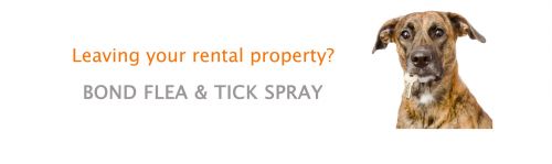 Termite Inspections Treatment Townsville QLD Clickz