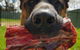 Natural Pet Pantry - thumb 1