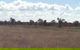 Poinciana Park Fodder Production - thumb 1
