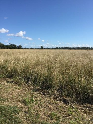 Poinciana Park Fodder Production - Bridge Guide 2
