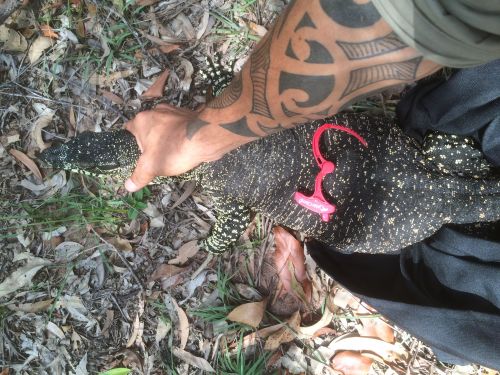 Snake Catchers Click Find