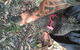 Scaly Critter Catchers - thumb 0