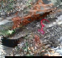 Scaly Critter Catchers - Click Find