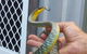 Scaly Critter Catchers - thumb 1