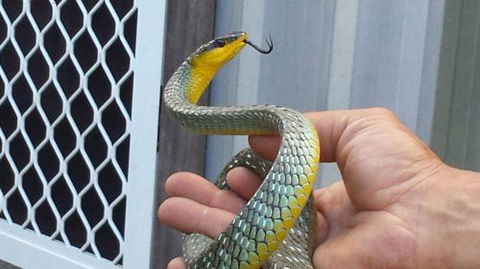 Scaly Critter Catchers - Click Find 1
