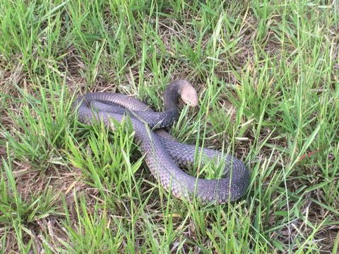 Scaly Critter Catchers - Click Find 3