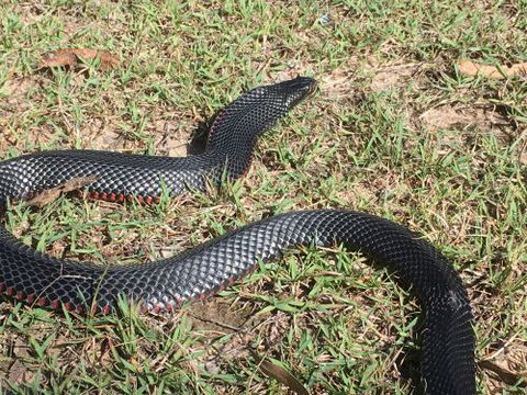 Scaly Critter Catchers - Click Find 4