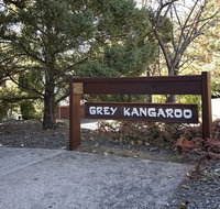 Grey Kangaroo- On Lake Jindabyne foreshore - Click Find