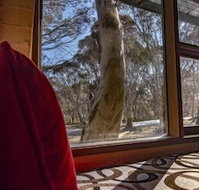 Snowgums 07 - Click Find