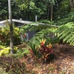 Kuranda QLD DBD
