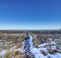 Sand Dollar Serenade