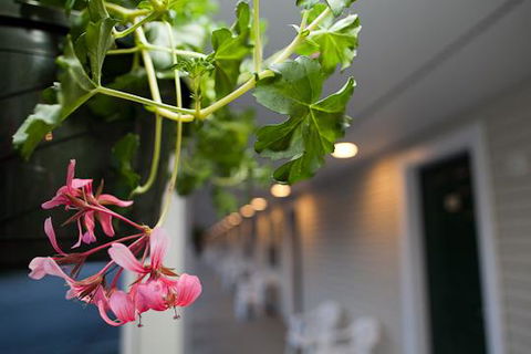 Golden Apple Inn - Bet 4u 4