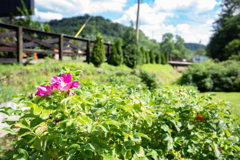 Country Cove - Click Find 4