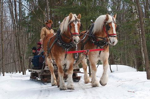 The Dorset Inn - Bet 4u 34