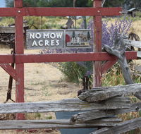 No Mow Acres